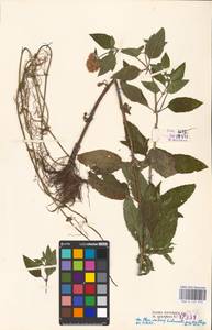 MHA 0 157 914, Мята водяная L., Восточная Европа, Эстония (E2c) (Эстония)