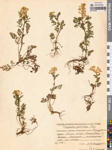 Corydalis pallida (Thunb.) Pers., Сибирь, Дальний Восток (S6) (Россия)