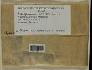Brachythecium rivulare Schimp., Гербарий мохообразных, Мхи - Закавказье (B13) (Армения)