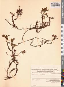 Рододендрон камчатский Pall., Сибирь, Чукотка и Камчатка (S7) (Россия)