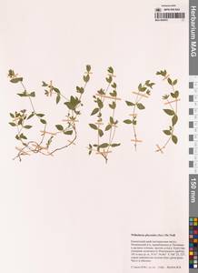 Вильгельмсия вздутая (Fisch. ex Ser.) McNeill, Сибирь, Чукотка и Камчатка (S7) (Россия)