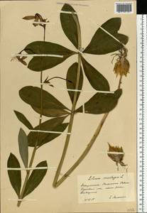 Лилия саранка L., Восточная Европа, Западно-Украинский район (E13) (Украина)