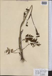 Гирчовник татарский Hoffm., Средняя Азия и Казахстан, Северный и Центральный Тянь-Шань (M4) (Киргизия)