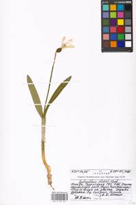 Galanthus elwesii Hook.f., nom. cons., Восточная Европа, Московская область и Москва (E4a) (Россия)