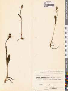 Любка комарниковая (L.f.) Lindl., Сибирь, Чукотка и Камчатка (S7) (Россия)