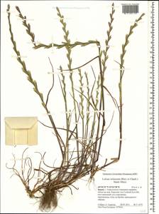Плевел жесткий Gaudin, Крым (KRYM) (Россия)