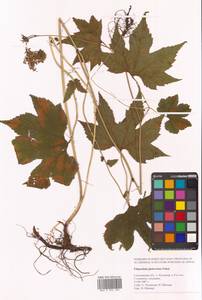 Таволга гладчайшая (Nakai) Nakai, Сибирь, Дальний Восток (S6) (Россия)