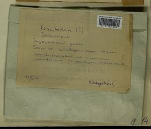 Ceratodon purpureus (Hedw.) Brid., Гербарий мохообразных, Мхи - Башкортостан, Челябинская и Оренбургская области (B14) (Россия)