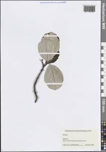 Рябина, Кавказ, Краснодарский край и Адыгея (K1a) (Россия)