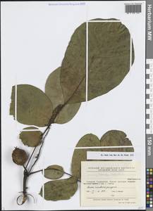 Орех грецкий L., Средняя Азия и Казахстан, Западный Тянь-Шань и Каратау (M3) (Таджикистан)