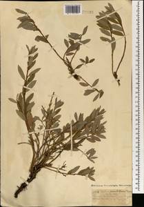 Ива сизая Vill., Монголия (MONG) (Монголия)