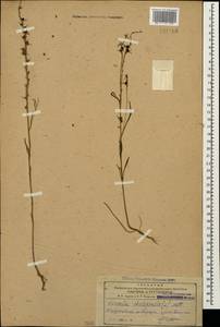 Linaria chalepensis (L.) Mill., Кавказ, Азербайджан (K6) (Азербайджан)