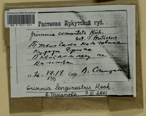 Grimmia longirostris Hook., Гербарий мохообразных, Мхи - Прибайкалье и Забайкалье (B18) (Россия)