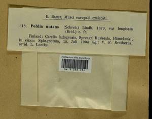 Pohlia nutans (Hedw.) Lindb., Гербарий мохообразных, Мхи - Карелия, Ленинградская и Мурманская области (B4) (Россия)