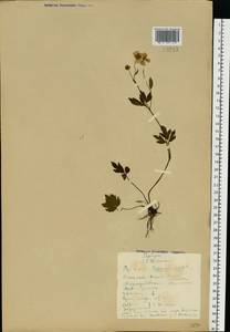 Лютик ползучий L., Восточная Европа, Северный район (E1) (Россия)