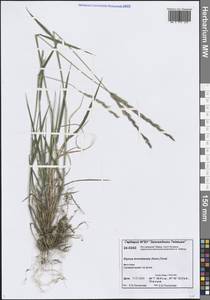 Пырейник длинноколосый (Turcz. ex Steud.) Tzvelev, Сибирь, Центральная Сибирь (S3) (Россия)