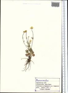 Лютик, Средняя Азия и Казахстан, Северный и Центральный Тянь-Шань (M4) (Киргизия)