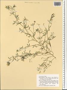 Лядвенец Бруннера Webb, Африка (AFR) (Кабо-Верде)