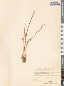 Триостренник приморский L., Сибирь, Якутия (S5) (Россия)