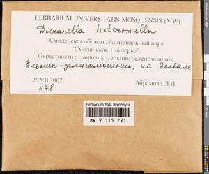 Dicranella heteromalla (Hedw.) Schimp., Гербарий мохообразных, Мхи - Центральное Нечерноземье (B6) (Россия)