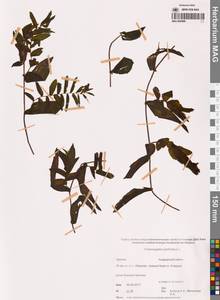 Рдест пронзеннолистный, Рдест стеблеобъемлющий L., Сибирь, Чукотка и Камчатка (S7) (Россия)