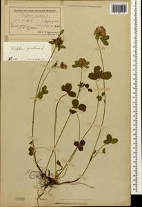 Клевер луговой L., Кавказ, Азербайджан (K6) (Азербайджан)