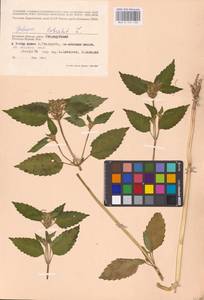 MHA 0 154 330, Пикульник обыкновенный L., Восточная Европа, Западный район (E3) (Россия)