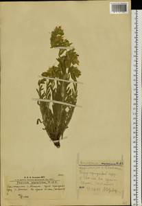 Onosma setosa subsp. transrhymnense (Klokov ex Popov) Kamelin, Сибирь, Алтай и Саяны (S2) (Россия)