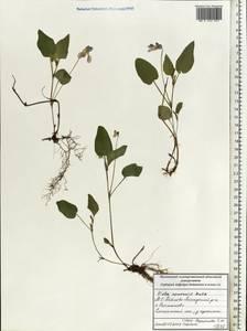 Фиалка Руппа All., Восточная Европа, Московская область и Москва (E4a) (Россия)