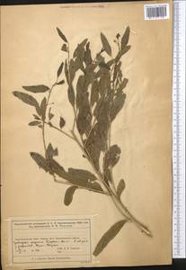 Ива, Средняя Азия и Казахстан, Муюнкумы, Прибалхашье и Бетпак-Дала (M9) (Казахстан)