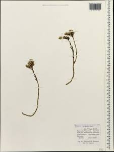 Petrosedum subulatum (C. A. Mey.) Afferni, Кавказ, Ставропольский край, Карачаево-Черкесия, Кабардино-Балкария (K1b) (Россия)