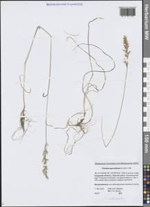 Koeleria subalpestris (Hartm.) Barberá, Quintanar, Soreng & P.M.Peterson, Сибирь, Дальний Восток (S6) (Россия)
