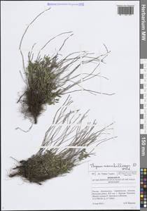 Thymus pannonicus All., Восточная Европа, Нижневолжский район (E9) (Россия)