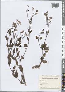 Poacynum sarmatiense (Woodson) Mavrodiev, Laktionov & Yu.E.Alexeev, Кавказ, Азербайджан (K6) (Азербайджан)