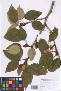 Populus longifolia × suaveolens, Восточная Европа, Московская область и Москва (E4a) (Россия)