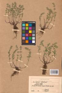 MHA 0 156 548, Пахучка полевая, Щебрушка полевая (L.) Kuntze, Восточная Европа, Центральный район (E4) (Россия)