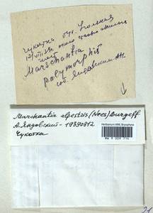 Marchantia polymorpha subsp. montivagans Bischl. & Boissel.-Dub., Гербарий мохообразных, Мхи - Чукотка и Камчатка (B21) (Россия)