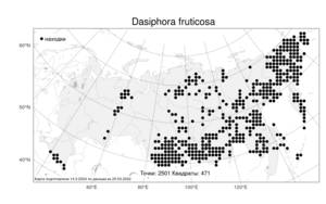 Dasiphora fruticosa, Курильский чай кустарниковый (L.) Rydb., Атлас флоры России (FLORUS) (Россия)