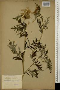 Псефеллюс подбеленный (Willd.) K.Koch, Кавказ, Грузия (K4) (Грузия)