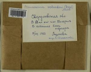 Pleurozium schreberi (Willd. ex Brid.) Mitt., Гербарий мохообразных, Мхи - Пермский край, Удмуртия, Свердловская и Кировская области (B8) (Россия)
