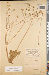 Crepis sancta subsp. sancta, Восточная Европа, Ростовская область (E12a) (Россия)