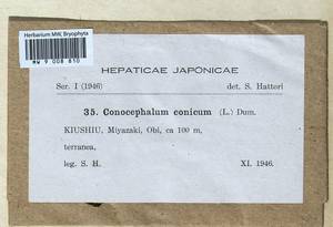 Conocephalum conicum (L.) Dumort., Гербарий мохообразных, Мхи - Азия (вне границ бывшего СССР) (BAs) (Япония)