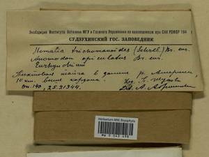 Homalia trichomanoides (Hedw.) Brid., Гербарий мохообразных, Мхи - Дальний Восток (без Чукотки и Камчатки) (B20) (Россия)