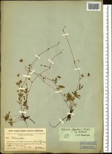 Лапчатка плетистая Willd. ex Schltdl., Сибирь, Прибайкалье и Забайкалье (S4) (Россия)