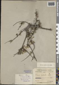 Prunus bifrons Fritsch, Средняя Азия и Казахстан, Западный Тянь-Шань и Каратау (M3) (Таджикистан)