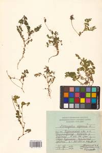 Астрагал альпийский L., Сибирь, Дальний Восток (S6) (Россия)