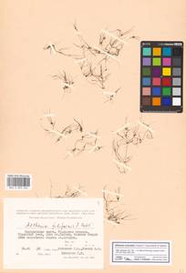 Althenia orientalis (Tzvelev) García-Mur. & Talavera, Средняя Азия и Казахстан, Прикаспийский Устюрт и Северное Приаралье (M8) (Казахстан)