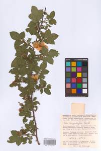 Шиповник щитконосный, Роза щитконосная Borkh., Восточная Европа, Нижневолжский район (E9) (Россия)