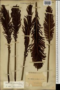 Страусник обыкновенный (L.) Tod., Кавказ, Черноморское побережье (от Новороссийска до Адлера) (K3) (Россия)