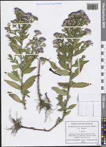 Symphyotrichum lanceolatum (Willd.) G. L. Nesom, Восточная Европа, Центральный лесостепной район (E6) (Россия)